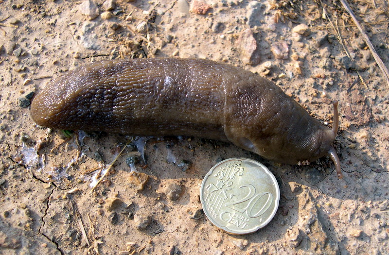 Nudo: Un Limax del corsicus-gruppo dal Argentario (GR)